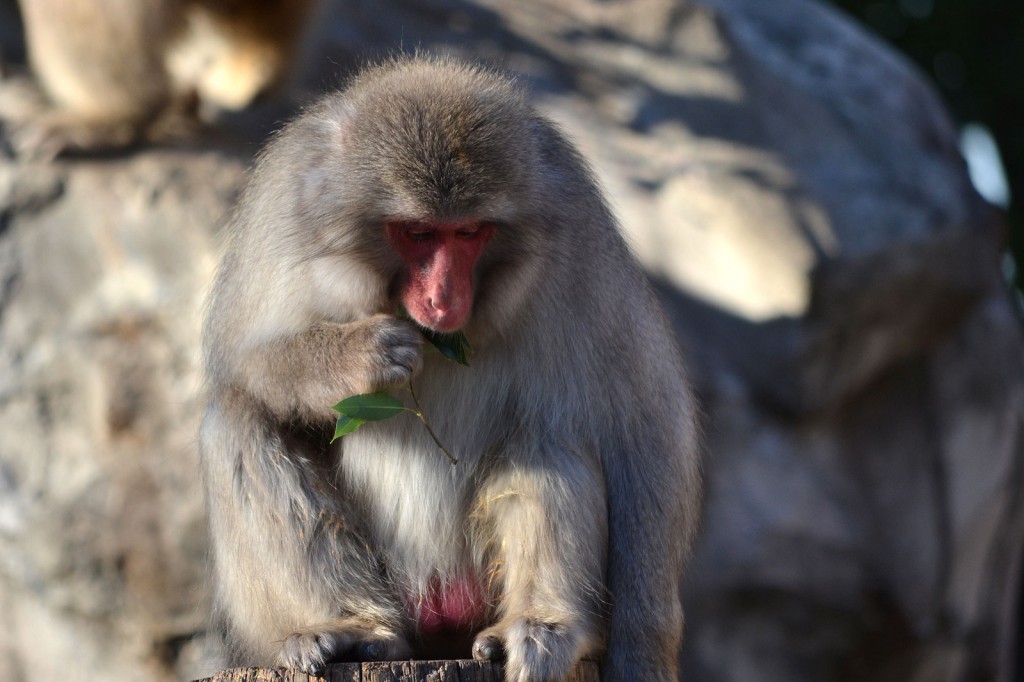 macaco japonés 1